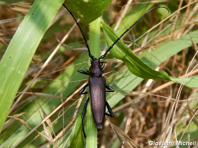 Aromia moschata